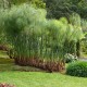 Cyperus papyrus - Papyrus du Nil