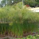 Cyperus papyrus - Papyrus du Nil