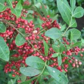 Poivrier du Brésil - Schinus terebenthifolia