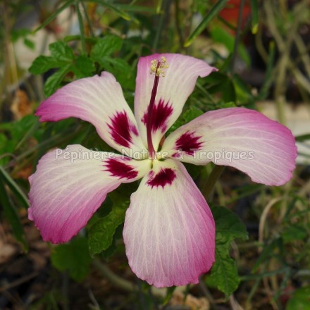 Hibiscus cameronii 