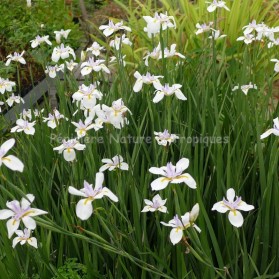 Dietes grandiflora