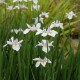 Dietes grandiflora