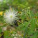 Calliandra portoricensis - Calliandra blanc