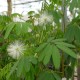 Calliandra portoricensis - Calliandra blanc