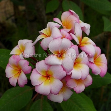 Plumeria rubra 'Thumbalina' - Frangipanier Multi-couleur 