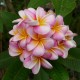 Plumeria rubra 'Divine' - Frangipanier Rose nuancé