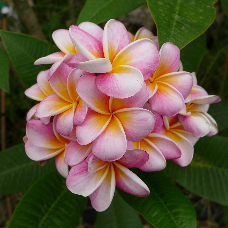 Plumeria rubra 'Divine' - Frangipanier Rose et blanc