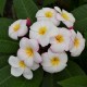 Plumeria rubra 'Mini White' - Frangipanier Blanc