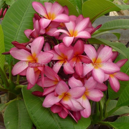 Plumeria rubra 'Colombia'