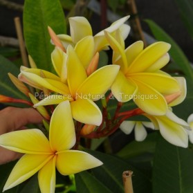 Plumeria rubra 'Aztec Gold' - Frangipanier Jaune et Blanc