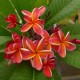 Plumeria rubra 'Lei Rainbow' - Frangipanier Jaune et Rouge