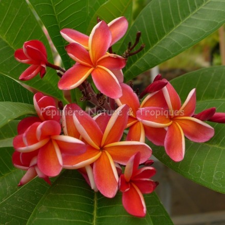 Plumeria rubra 'Lei Rainbow' - Frangipanier Jaune et Rouge