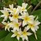 Plumeria rubra 'Ruby Lee' - Frangipanier Blanc