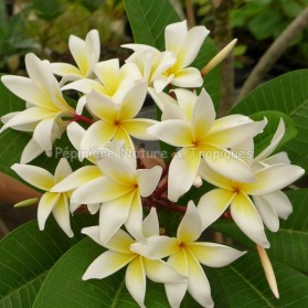 Plumeria rubra 'Ruby Lee' - Frangipanier Blanc