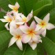 Plumeria rubra 'Sunset' - Frangipanier Blanc