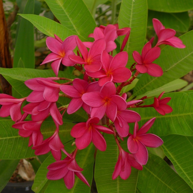 Plumeria rubra 'Tahitian Red' - Frangipanier Rouge - Pépinière Nature &  Tropiques, producteur de plantes tropicales exotiques acclimatées