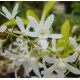 Petrea volubilis 'Alba'