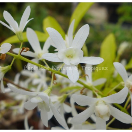 Petrea volubilis 'Alba'