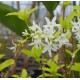 Petrea volubilis 'Alba'