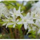 Petrea volubilis 'Alba'