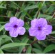 Ruellia simplex Syn. R. Brittoniana