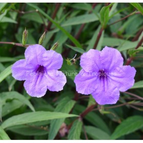 Ruellia simplex Syn. R. Brittoniana