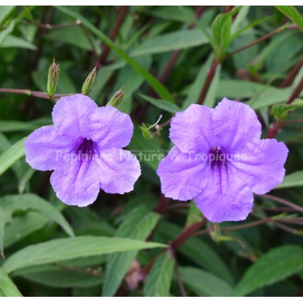 Ruellia simplex Syn. R. Brittoniana