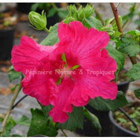 Hibiscus mutabilis 'Rubrum'