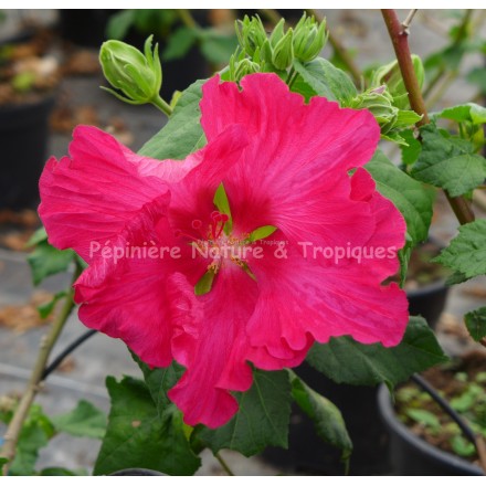 Hibiscus mutabilis 'Rubrum'