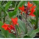 Canna x 'Ecarlate'