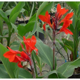 Canna x 'Ecarlate'