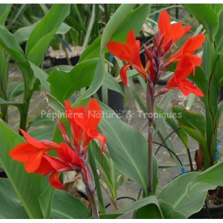 Canna x 'Ecarlate'