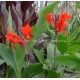 Canna x 'Ecarlate'