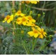 Tagetes lemmonii