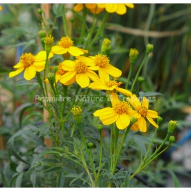 Tagetes lemmonii