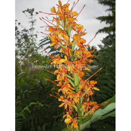 Hedychium coccineum cv. Tara -  Gingembre fleur