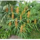 Hedychium coccineum cv. Tara -  Gingembre fleur