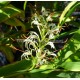 Hedychium gracile glaucium -  Gingembre ornemental