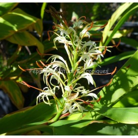 Hedychium gracile glaucium -  Gingembre ornemental