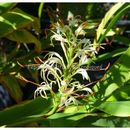 Hedychium gracile glaucium -  Gingembre ornemental