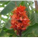 Hedychium deceptum - Gingembre ornemental