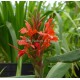 Hedychium deceptum - Gingembre ornemental