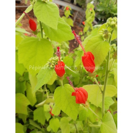 Malvaviscus drummondii - Hibiscus piment