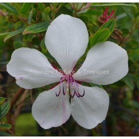 Tibouchina urvilleana 'Peace baby'