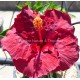 Hibiscus rosa sinensis 'Rouge velours'