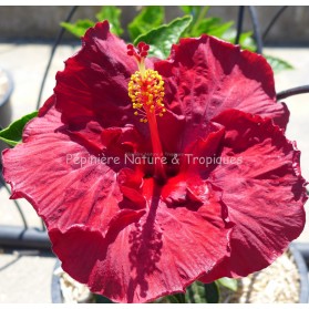 Hibiscus rosa sinensis 'Rouge velours'