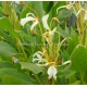 Hedychium yunnanense - Gingembre ornemental