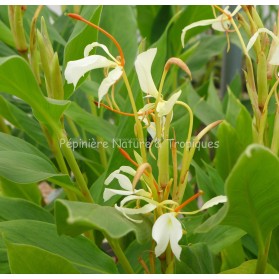 Hedychium yunnanense - Gingembre ornemental