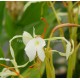 Hedychium yunnanense - Gingembre ornemental