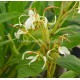 Hedychium yunnanense - Gingembre ornemental
